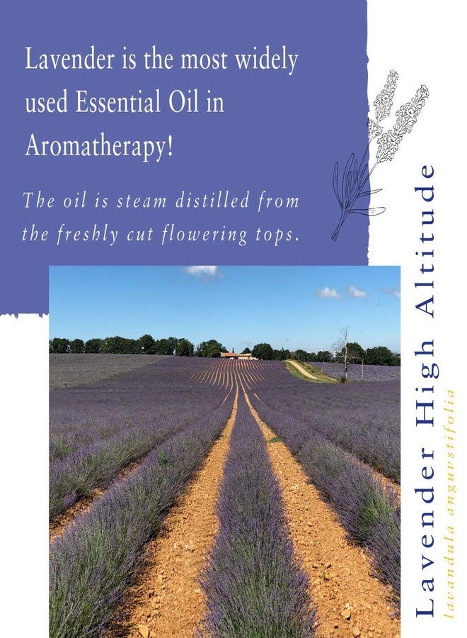 Absolute Aromas High Altitude Lavender lavandula angustifolia Essential Oil 100 Pure Natural Vegan Undiluted and CrueltyFree for use in Diffusers Oil Burners and Aromatherapy Blends, 10 Millilitre - Image 2